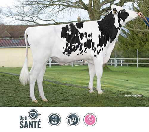 Omnast HP, taureau Prim'Holstein