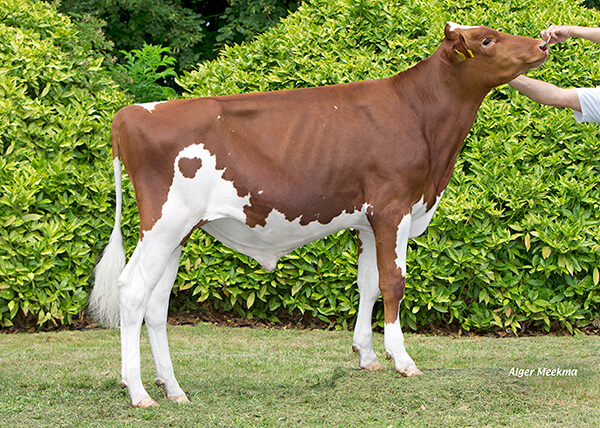 PICKER RED (Starello x Adagio-P), taureau Red Holstein